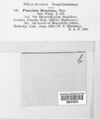 Puccinia menthae image